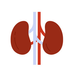 Human Kidneys Anatomy Internal Organ Of Urinary