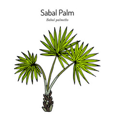 Sabal Palm Or Cabbage-palm Palmetto