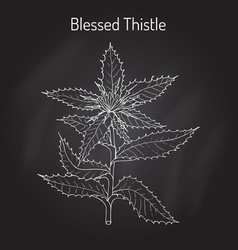 Blessed Thistle Cnicus Benedictus Medicinal