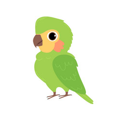 Cute Green Parrot Isolated On White Background