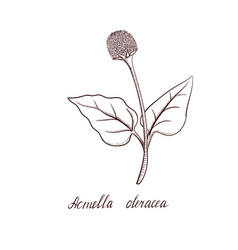 Drawing Acmella Oleracea Plant