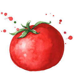 Fresh Ripe Red Tomato Watercolor