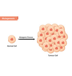 Mutagenesis Cell Tumor Cell Proliferation