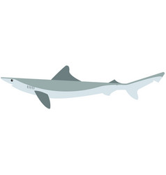 Atlantic Sharp Nose Shark