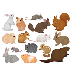 Species Of Rodents With Rabbit Hamster Mouse