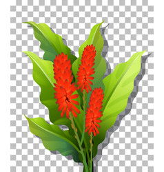 Cocks Comb Flower On Transparent Background