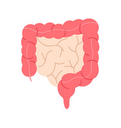 Human Small And Large Intestine Internal Organs