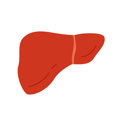 Human Liver Internal Organ Of Digestive System