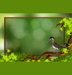 A Roadrunner Bird In Nature Frame