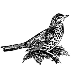 Bird Mistle Thrush