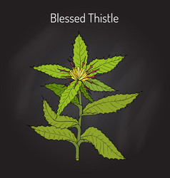 Blessed Thistle Cnicus Benedictus Medicinal