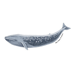 Blue Whale Isolated On White Background