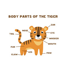 Body Parts Tiger Animals Anatomy