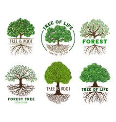 Life Tree Emblem Template Wisdom And Harmony