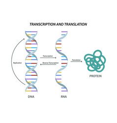 Scientific Biological Model Dna And Rna