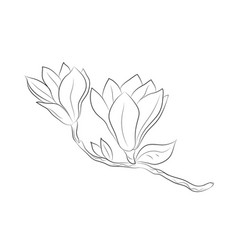 Magnolia 2 Flowers Drawn By Lines Isolated Bud On