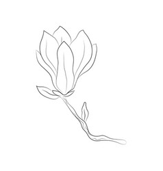 Magnolia Flower On A Branch Drawn With Lines