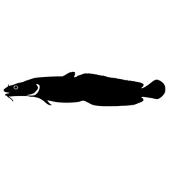 Silhouette Of Burbot