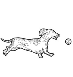 Dachshund Dog Plays With Ball Sketch Scratch