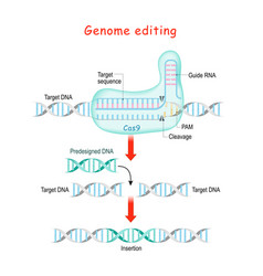 Genome Editing Crispr And Cas9