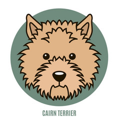 Portrait Of Cairn Terrier