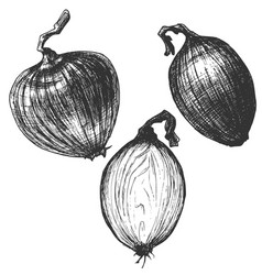 Sketch Ink Vintage Onion Set