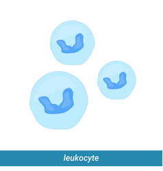 Structure Of The Leukocyte White Blood Cell