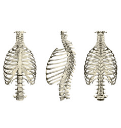 Set With Human Ribcage And Spine 3d Front Side