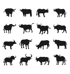 Collection Of Buffalo Flat Isolated