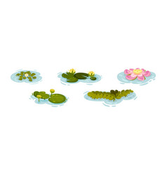 Water And Swamp Plants With Pink Waterlily Flower