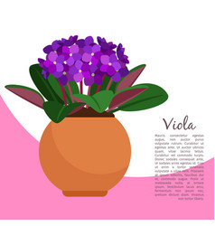 Viola Plant In Pot Banner Template