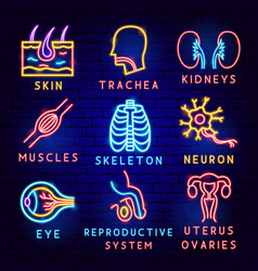 Anatomy Label Set