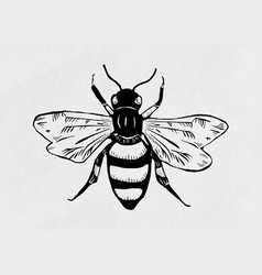 Vintage Bee Insect Linocut Stencil Pattern Clipart