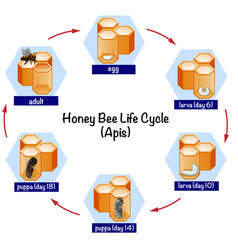 Science Honey Bee Life Cycle