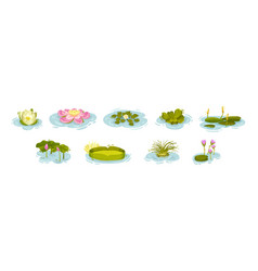 Water And Swamp Plants With Pink Waterlily Flower