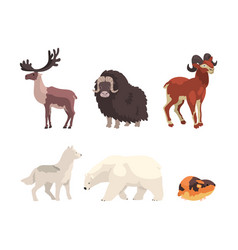 Arctic Animal With Reindeer Ox White Fox Polar