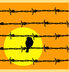 Barbed Wire Prison Boundary Sun And Bird