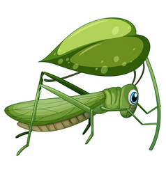 Cartoon Grasshopper Vector Images (over 1,500)