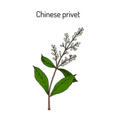 Chinese Privet Ligustrum Lucidum Medicinal Plant