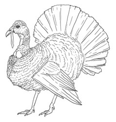 Sketch Turkey