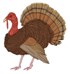 Cartoon Turkey