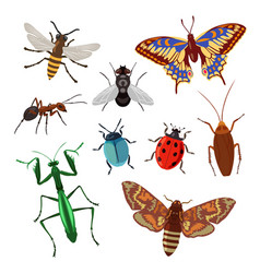 Realistic Insects On White Background Cartoon