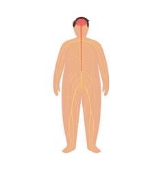 Human Nervous System