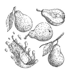 Fruit Pear Set Sketch Hand Drawn