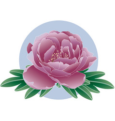 Peony Flower With Leaf On Soft Blue Circle