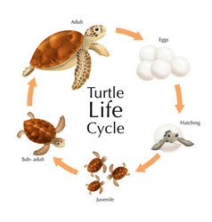 Turtle Life Cycle Set