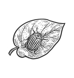 Colorado Potato Beetle Sketch