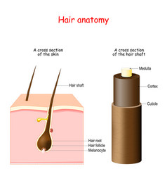 Hair Anatomy Cross Section Skin