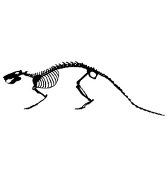 Rat Skeleton