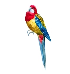 Watercolor Rosella Bird